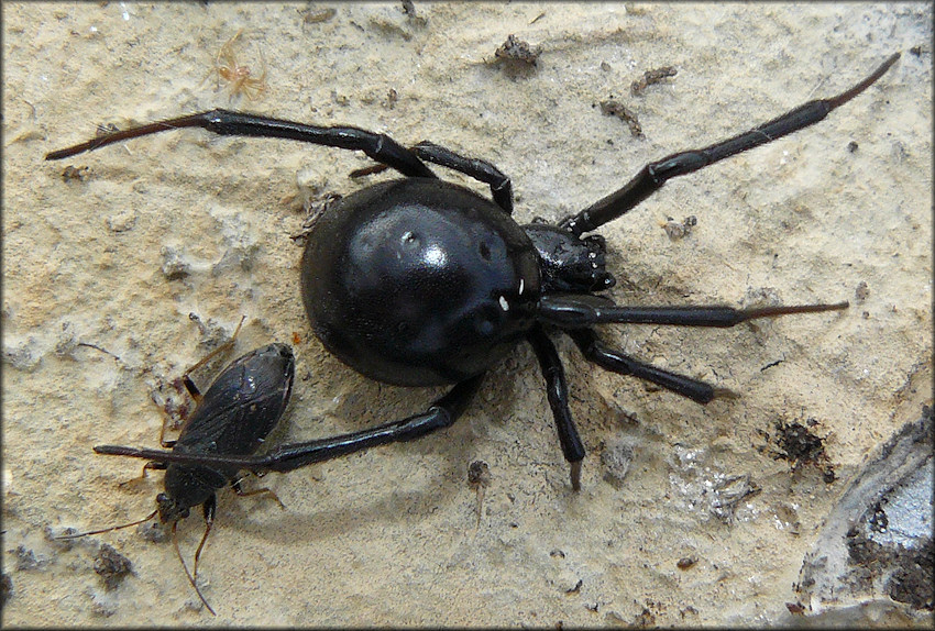 Southern Black Widow Latrodectus Mactans